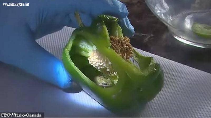 زوجان اشتريا ثمرة فلفل .. ثم اكتشفا 