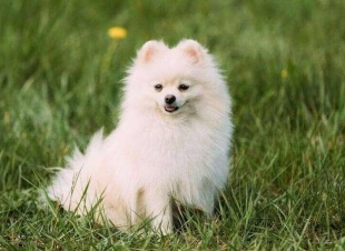 نفوق أول كلب أصيب بكورونا