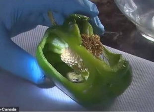 زوجان اشتريا ثمرة فلفل .. ثم اكتشفا 